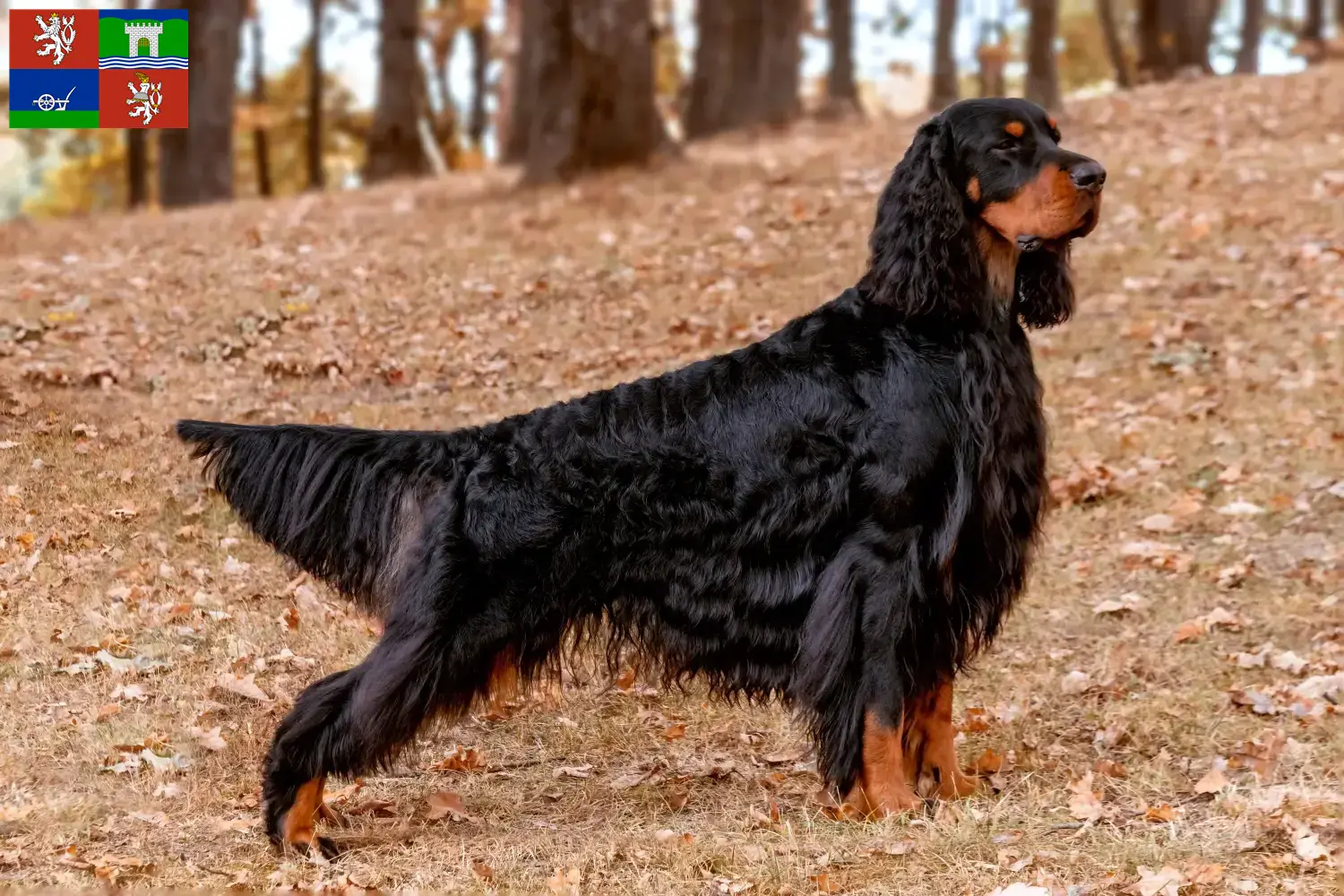 Read more about the article Gordon Setter breeders and puppies in Ústí