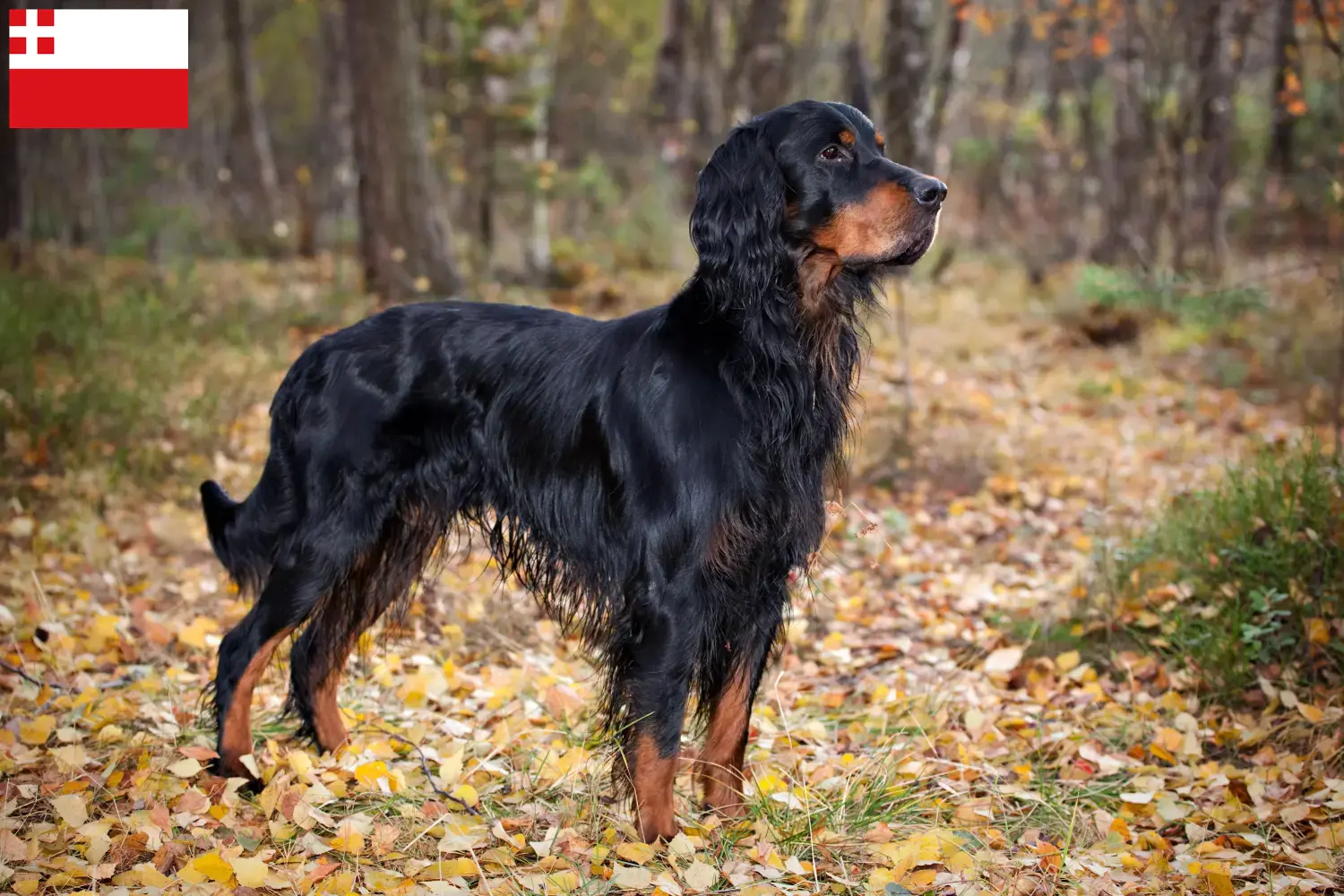 Read more about the article Gordon Setter breeders and puppies in Utrecht