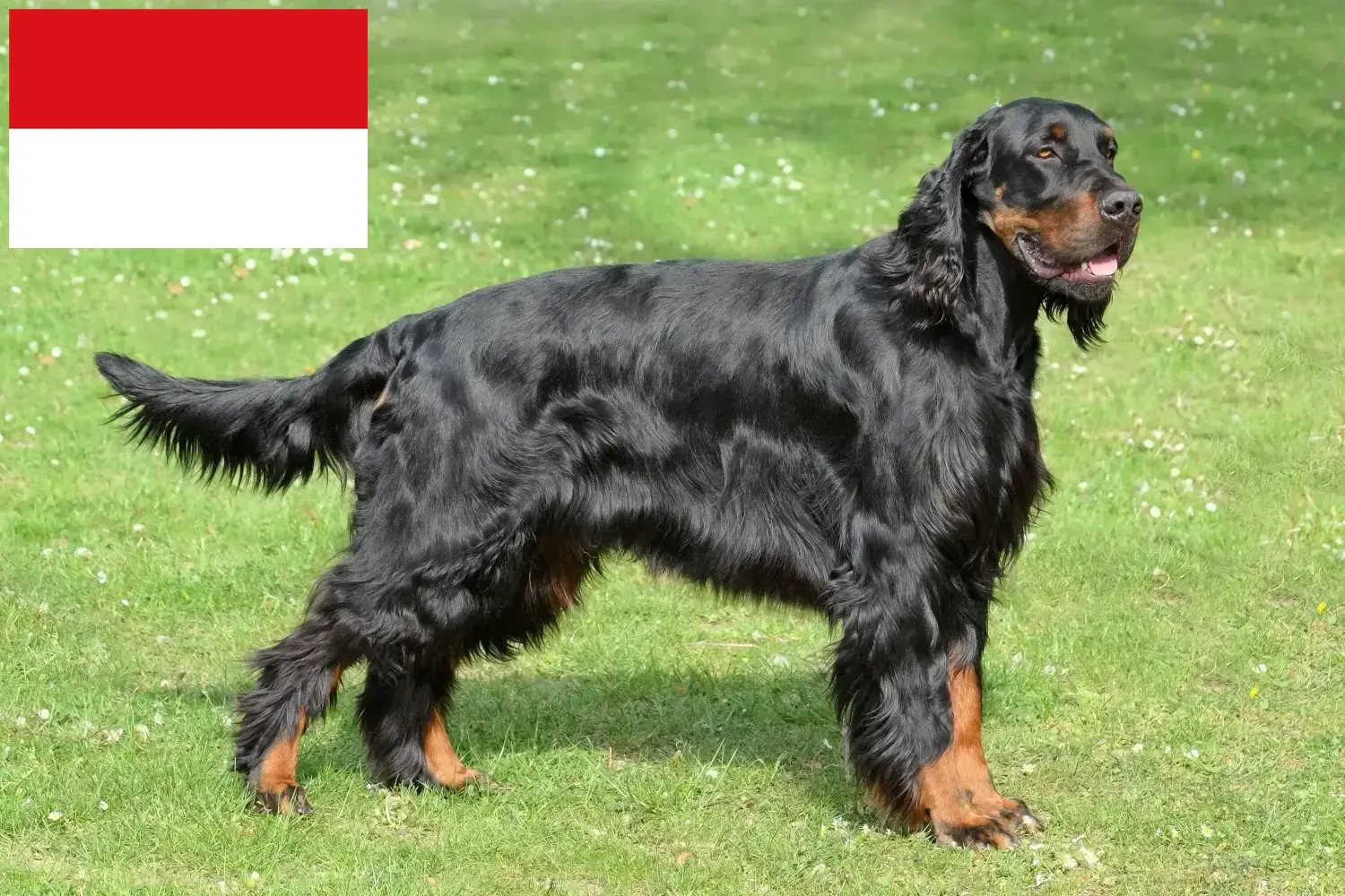 Read more about the article Gordon Setter breeders and puppies in Vienna