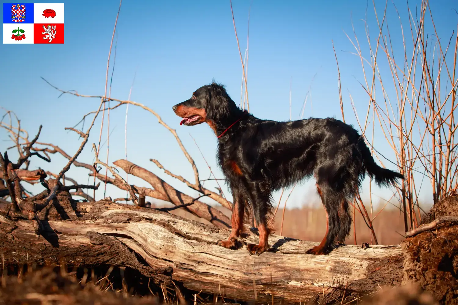 Read more about the article Gordon Setter breeders and puppies in Vysočina