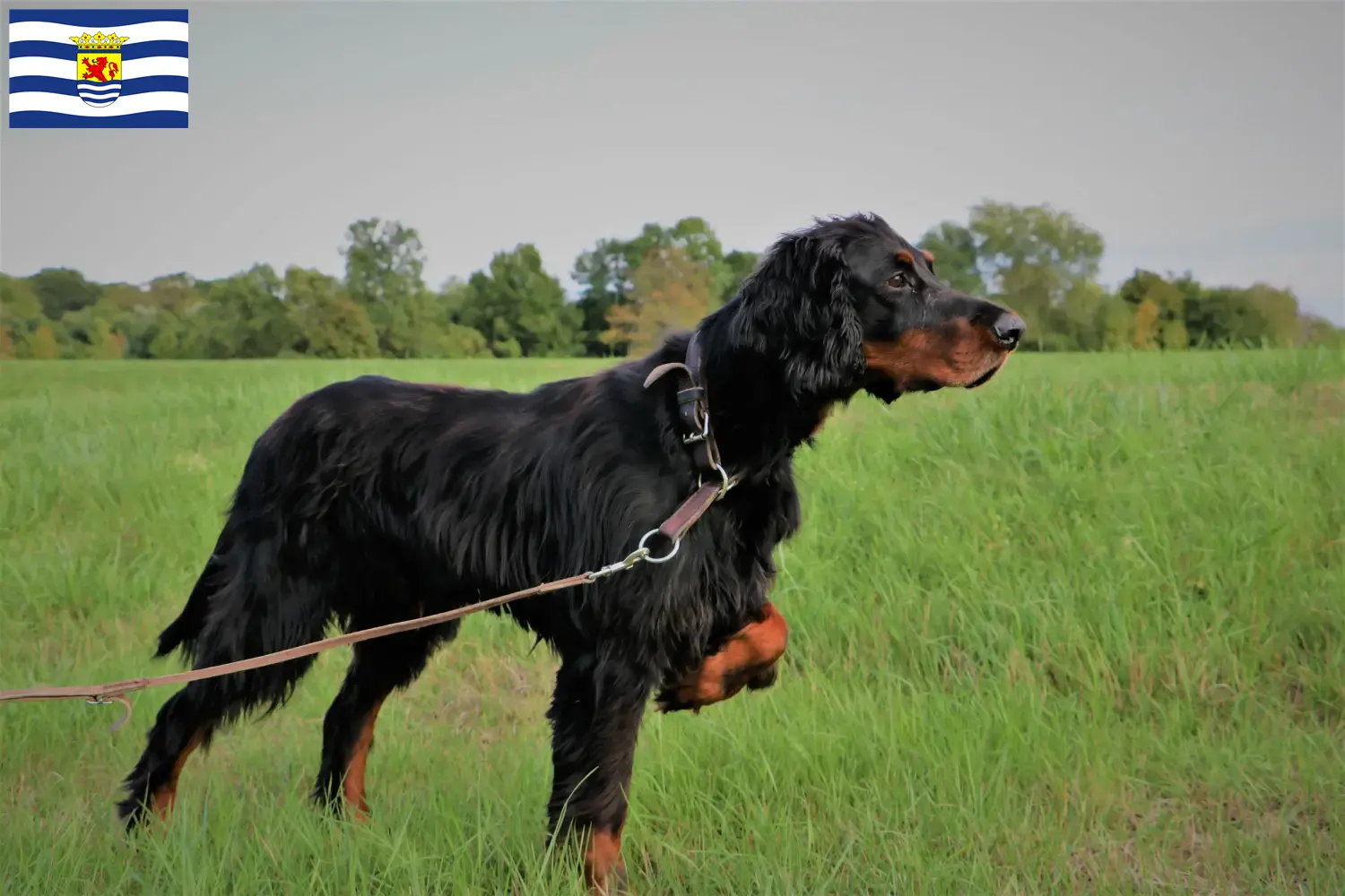 Read more about the article Gordon Setter breeders and puppies in Zeeland