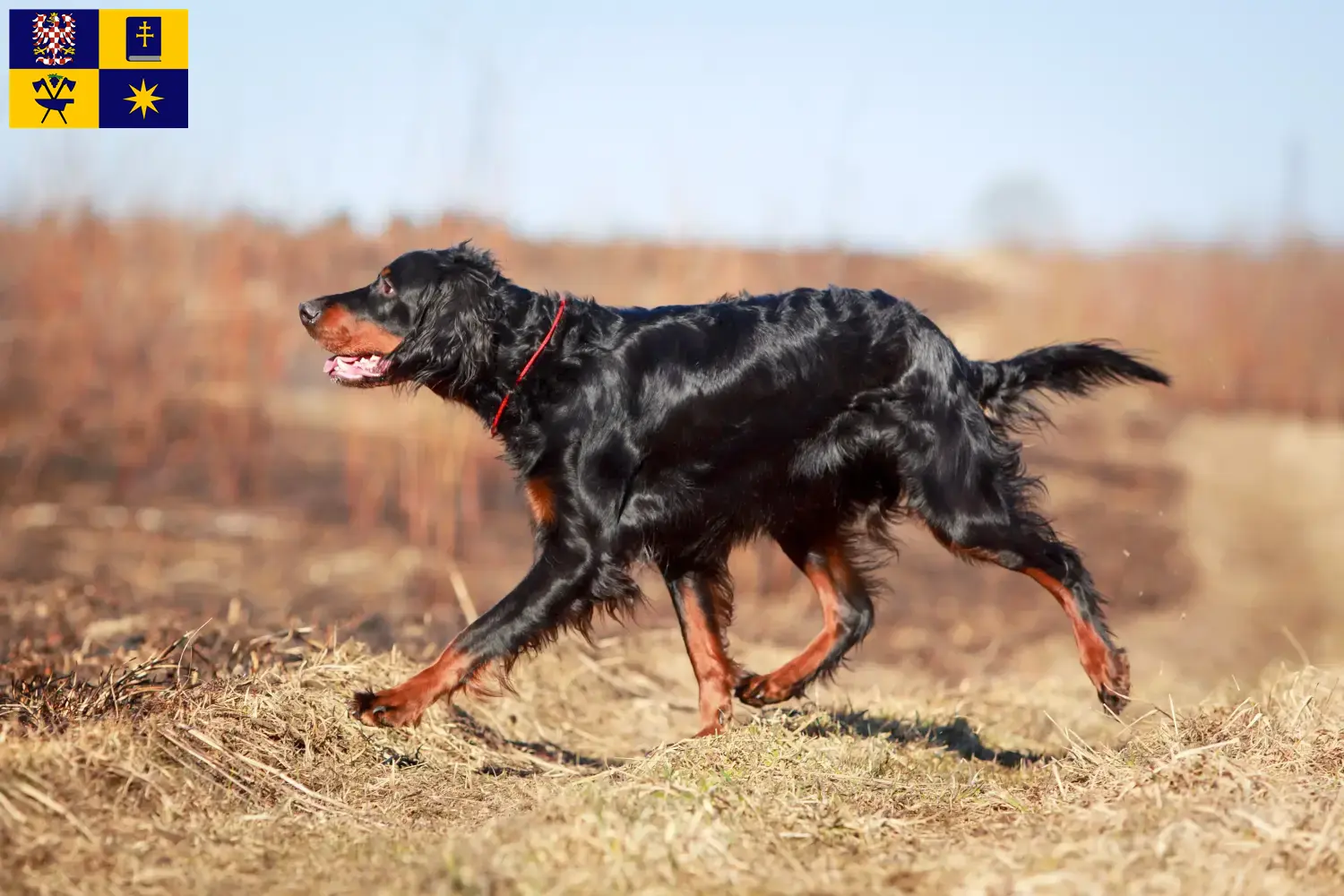 Read more about the article Gordon Setter breeders and puppies in Zlín
