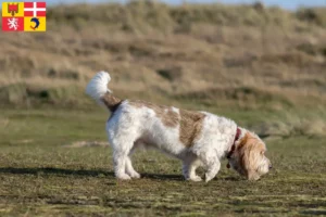 Read more about the article Grand Basset Griffon Vendéen breeders and puppies in Auvergne-Rhône-Alpes