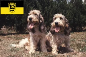 Read more about the article Grand Basset Griffon Vendéen breeders and puppies in Baden-Württemberg