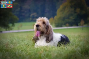 Read more about the article Grand Basset Griffon Vendéen breeders and puppies in Bourgogne-Franche-Comté
