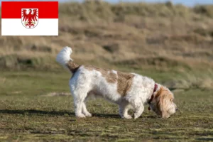 Read more about the article Grand Basset Griffon Vendéen breeders and puppies in Brandenburg