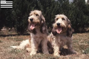 Read more about the article Grand Basset Griffon Vendéen breeders and puppies in Brittany