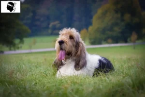 Read more about the article Grand Basset Griffon Vendéen breeders and puppies in Corsica