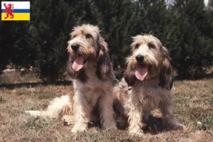 Read more about the article Grand Basset Griffon Vendéen breeders and puppies in Limburg