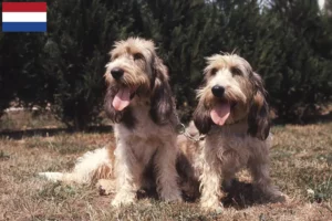 Read more about the article Grand Basset Griffon Vendéen breeders and puppies in the Netherlands