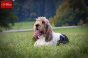 Read more about the article Grand Basset Griffon Vendéen breeders and puppies in Occitania