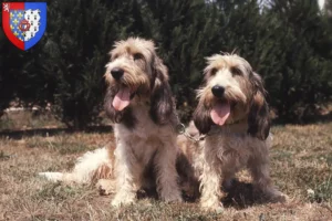 Read more about the article Grand Basset Griffon Vendéen breeders and puppies in Pays de la Loire