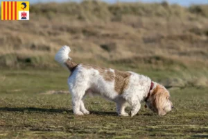 Read more about the article Grand Basset Griffon Vendéen breeders and puppies in Provence-Alpes-Côte d’Azur