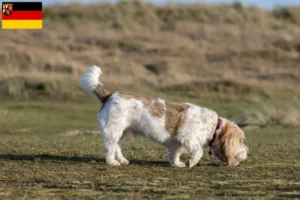 Read more about the article Grand Basset Griffon Vendéen breeders and puppies in Rhineland-Palatinate