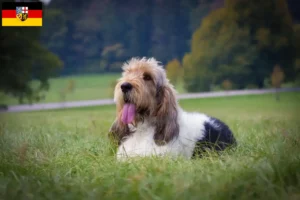 Read more about the article Grand Basset Griffon Vendéen breeders and puppies in Saarland