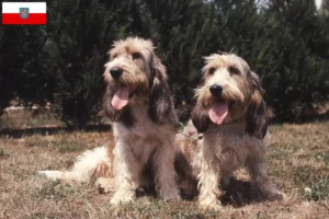 Read more about the article Grand Basset Griffon Vendéen breeders and puppies in Thuringia