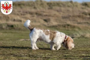 Read more about the article Grand Basset Griffon Vendéen breeders and puppies in Tirol