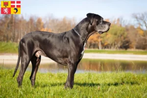 Read more about the article Great Dane breeders and puppies in Auvergne-Rhône-Alpes