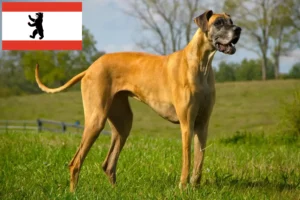 Read more about the article Great Dane breeders and puppies in Berlin