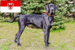 Read more about the article Great Dane breeders and puppies in Brandenburg