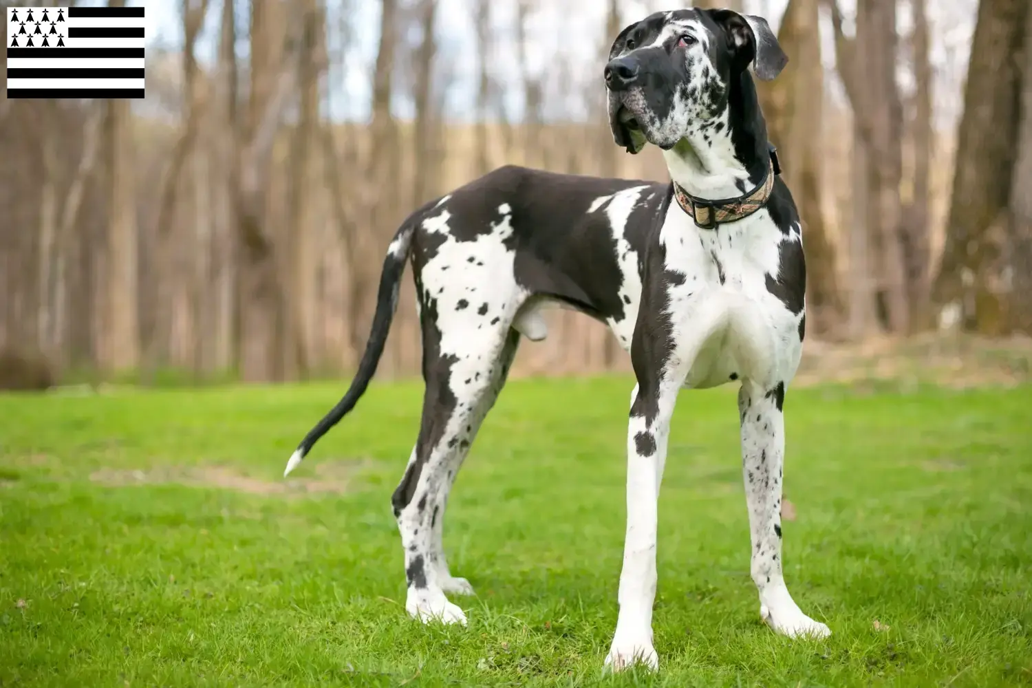 Read more about the article Great Dane breeders and puppies in Brittany