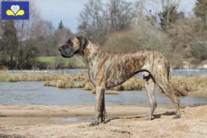 Read more about the article Great Dane breeders and puppies in Brussels-Capital Region