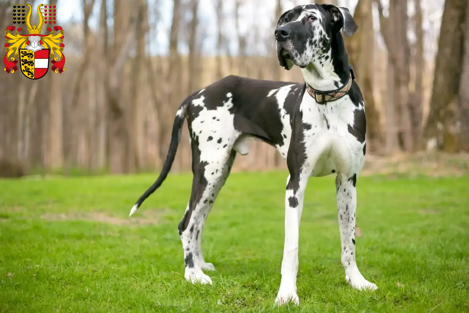 Read more about the article Great Dane breeders and puppies in Carinthia