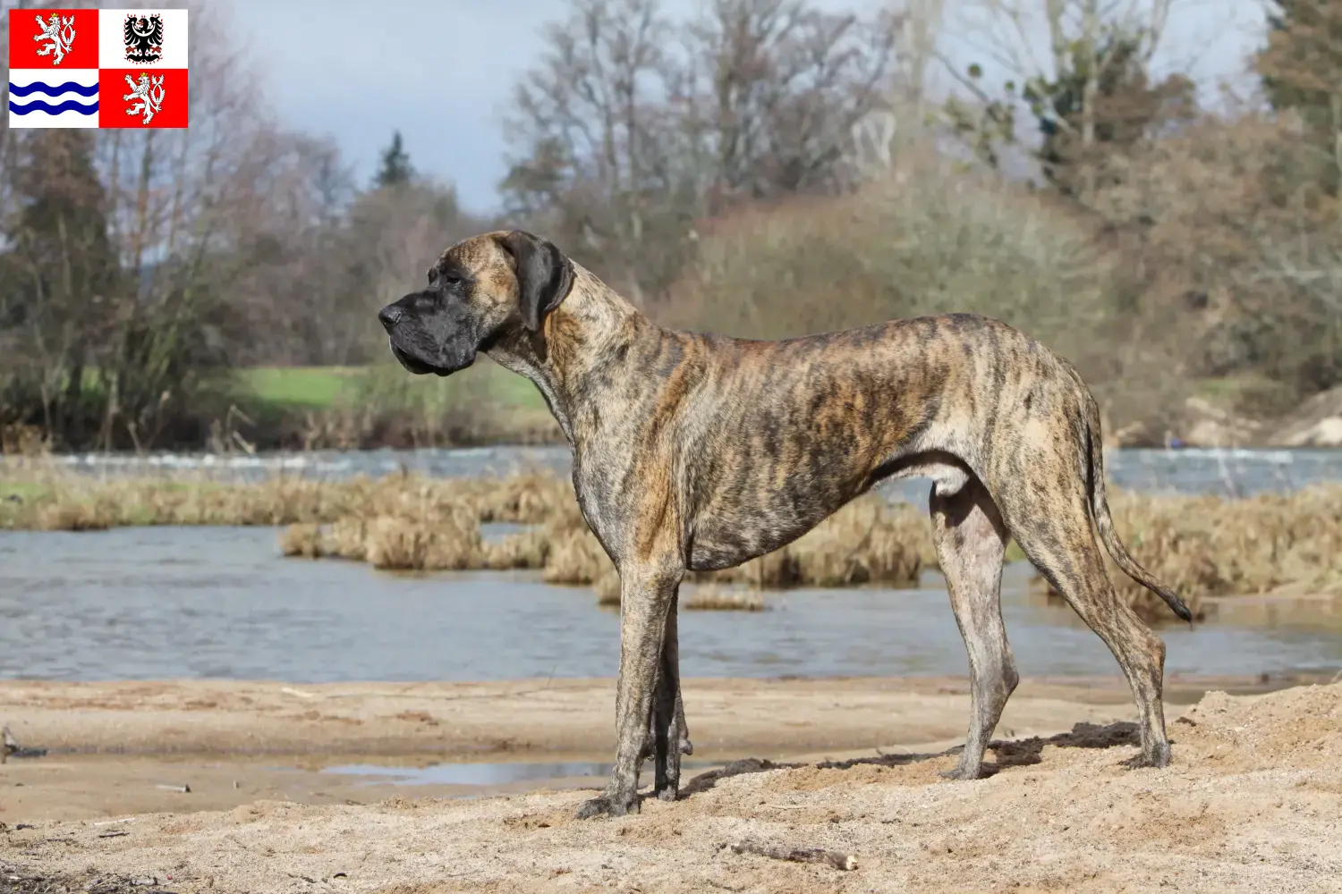 Read more about the article Great Dane breeder and puppies in Central Bohemia