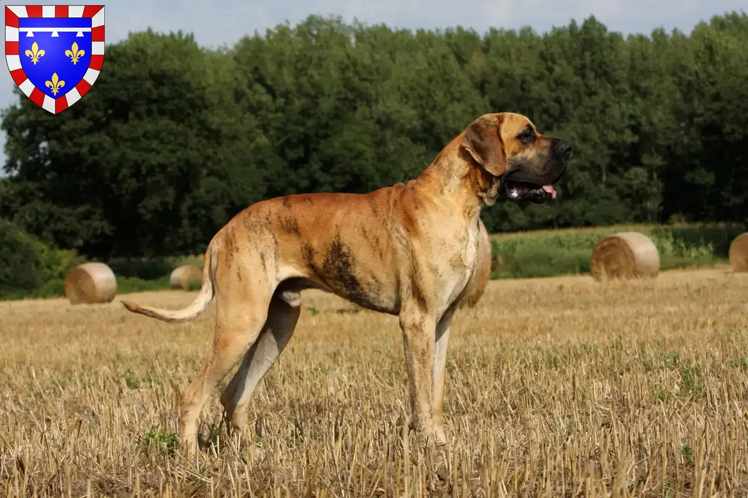 Read more about the article Great Dane breeders and puppies in Centre-Val de Loire