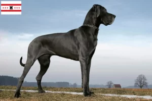 Read more about the article Great Dane breeders and puppies in Drenthe