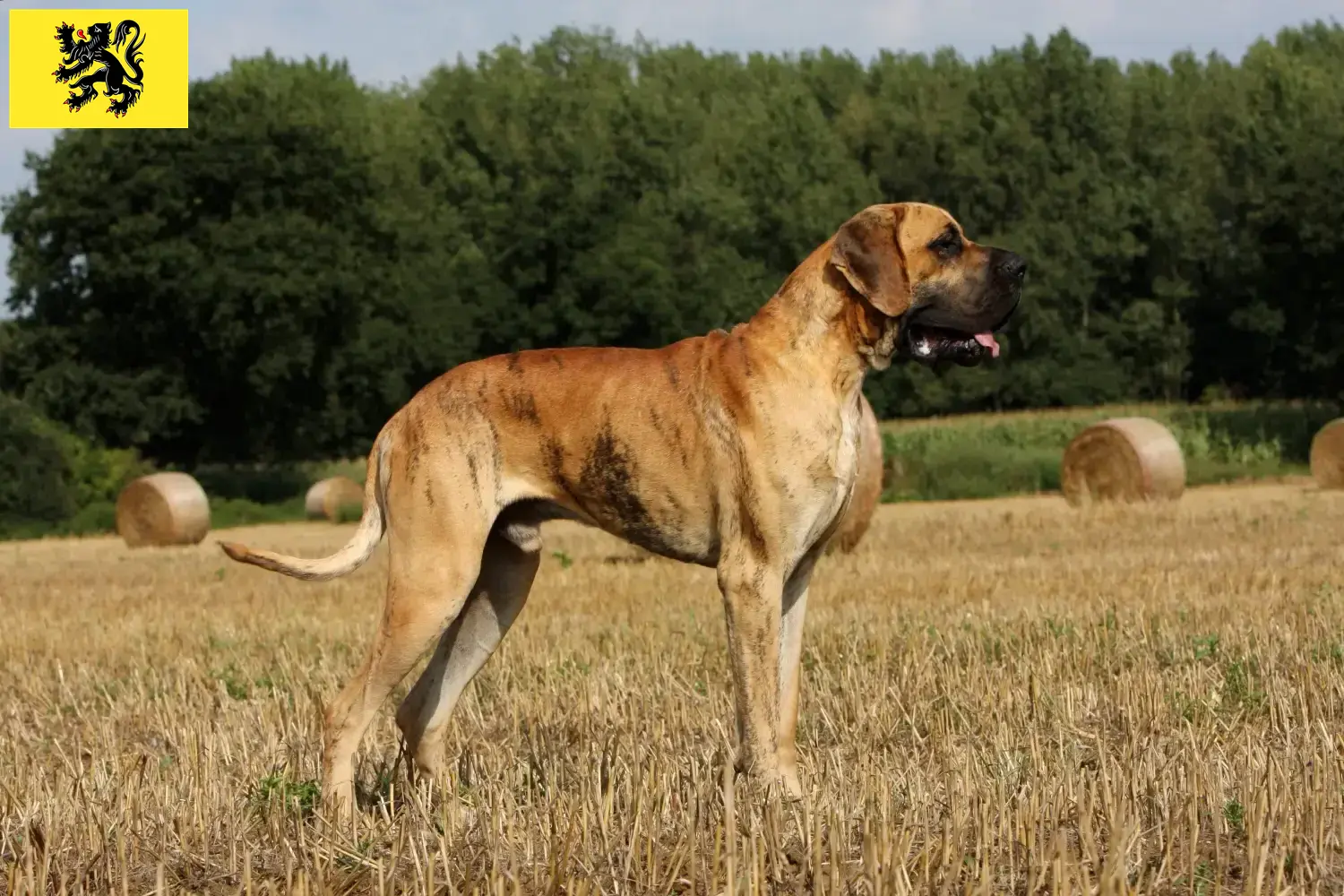 Read more about the article Great Dane breeders and puppies in Flanders