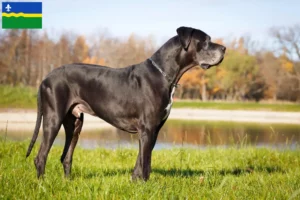 Read more about the article Great Dane breeders and puppies in Flevoland