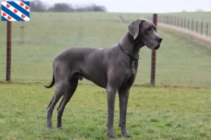 Read more about the article Great Dane breeder and puppies in Friesland