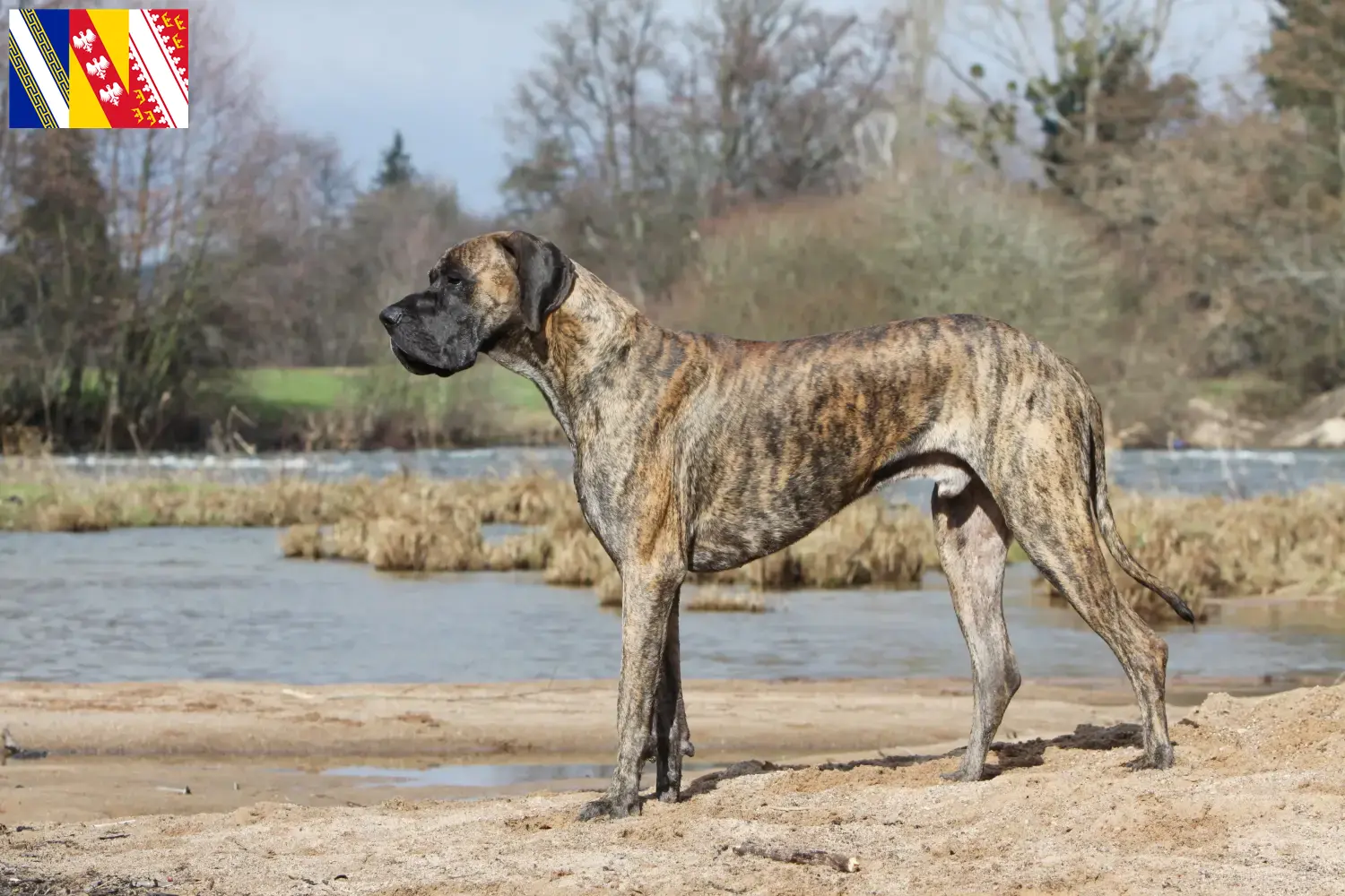 Read more about the article Great Dane breeders and puppies in Grand Est