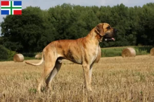 Read more about the article Great Dane breeders and puppies in Groningen