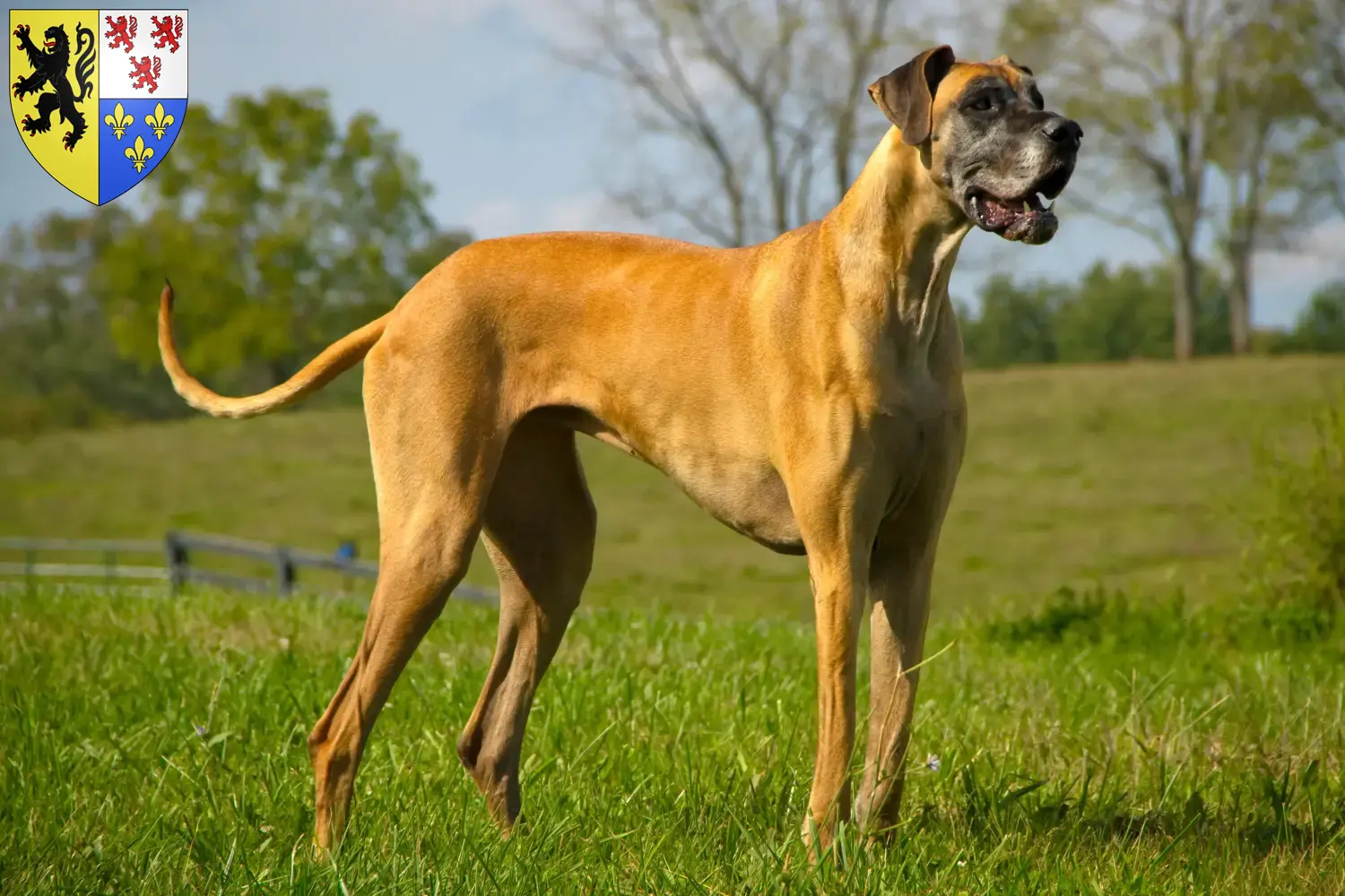 Read more about the article Great Dane breeders and puppies in Hauts-de-France