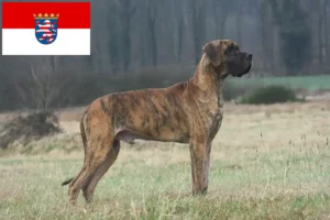 Read more about the article Great Dane breeders and puppies in Hessen