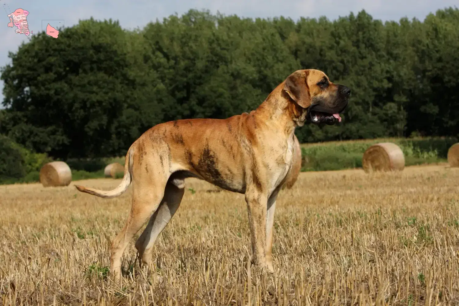 Read more about the article Great Dane breeder and puppies in Hovedstaden