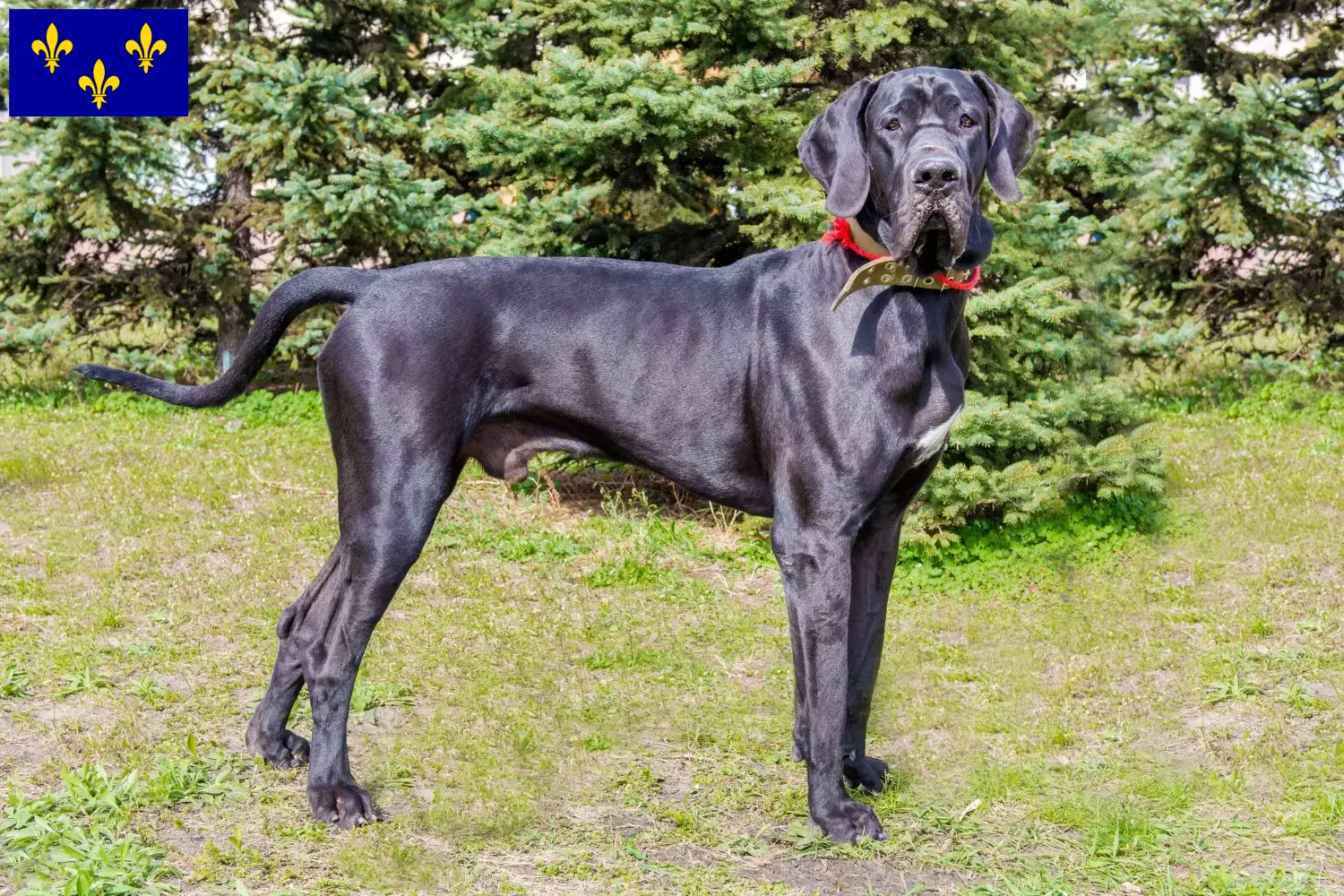 Read more about the article Great Dane breeders and puppies in Île-de-France