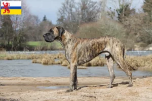 Read more about the article Great Dane breeder and puppies in Limburg