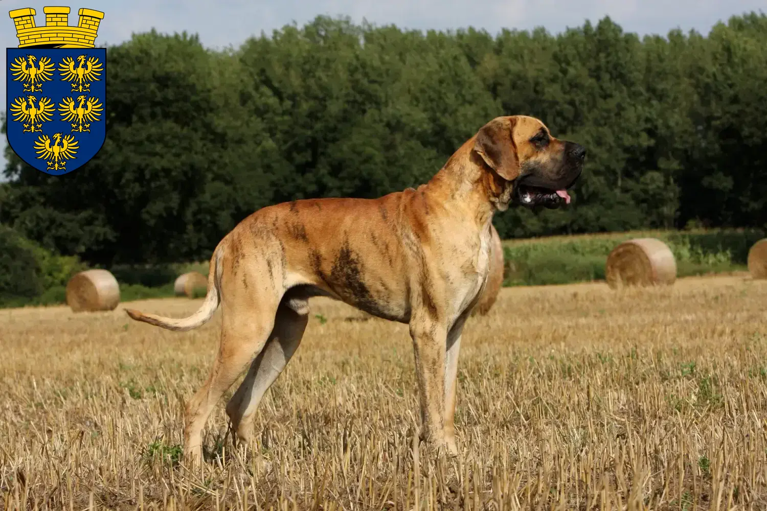 Read more about the article Great Dane breeders and puppies in Lower Austria