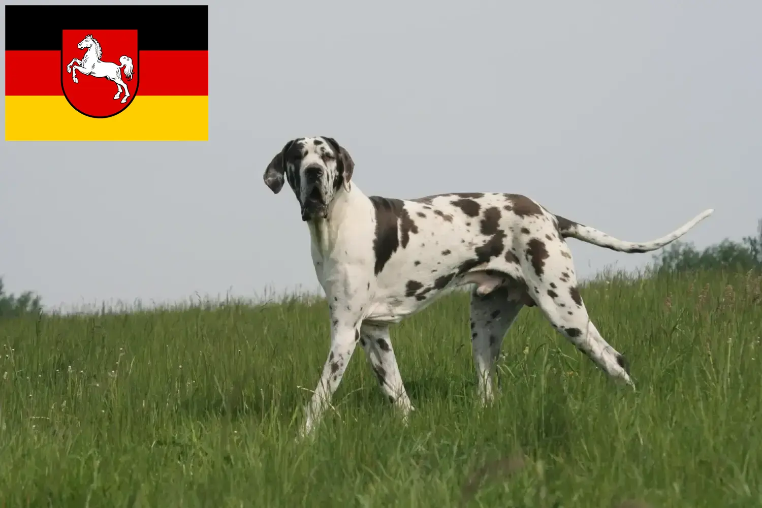 Read more about the article Great Dane breeders and puppies in Lower Saxony