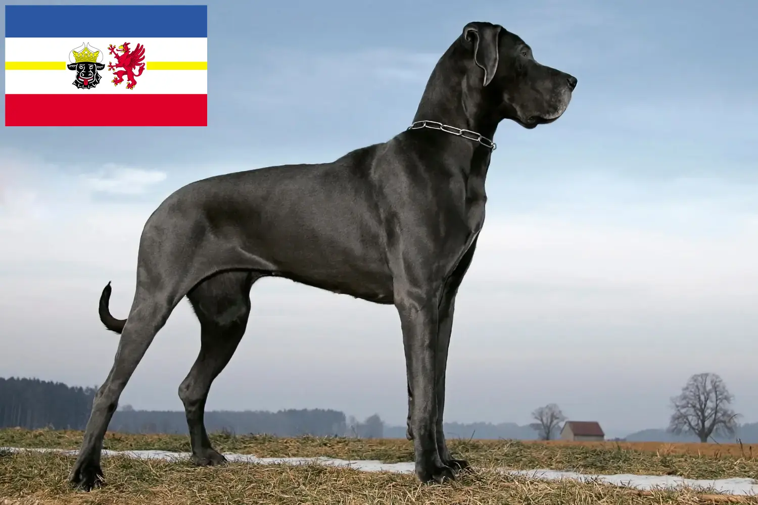 Read more about the article Great Dane breeders and puppies in Mecklenburg-Vorpommern