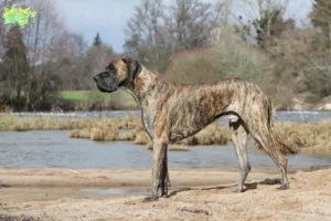 Read more about the article Great Dane breeders and puppies in Midtjylland