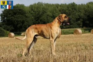 Read more about the article Great Dane breeders and puppies in Moravia-Silesia