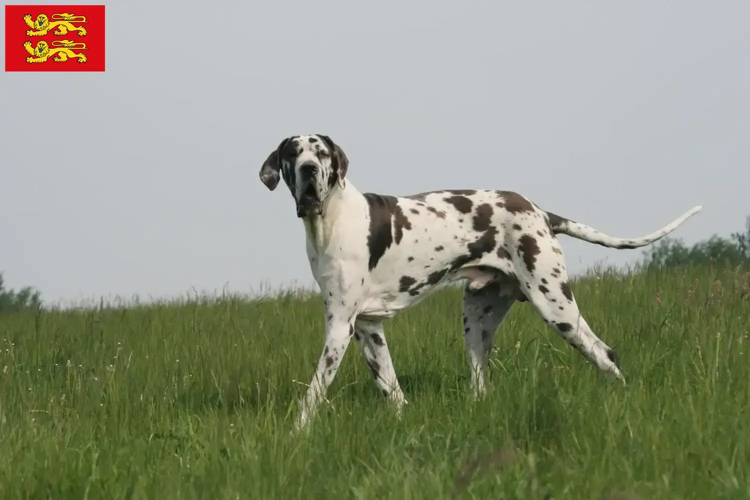 Read more about the article Great Dane breeders and puppies in Normandy