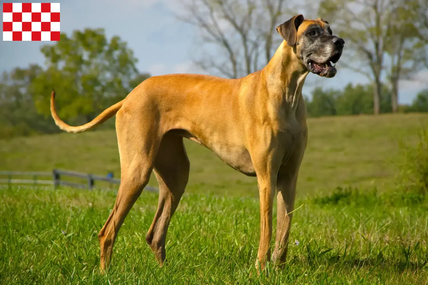 Read more about the article Great Dane breeders and puppies in North Brabant