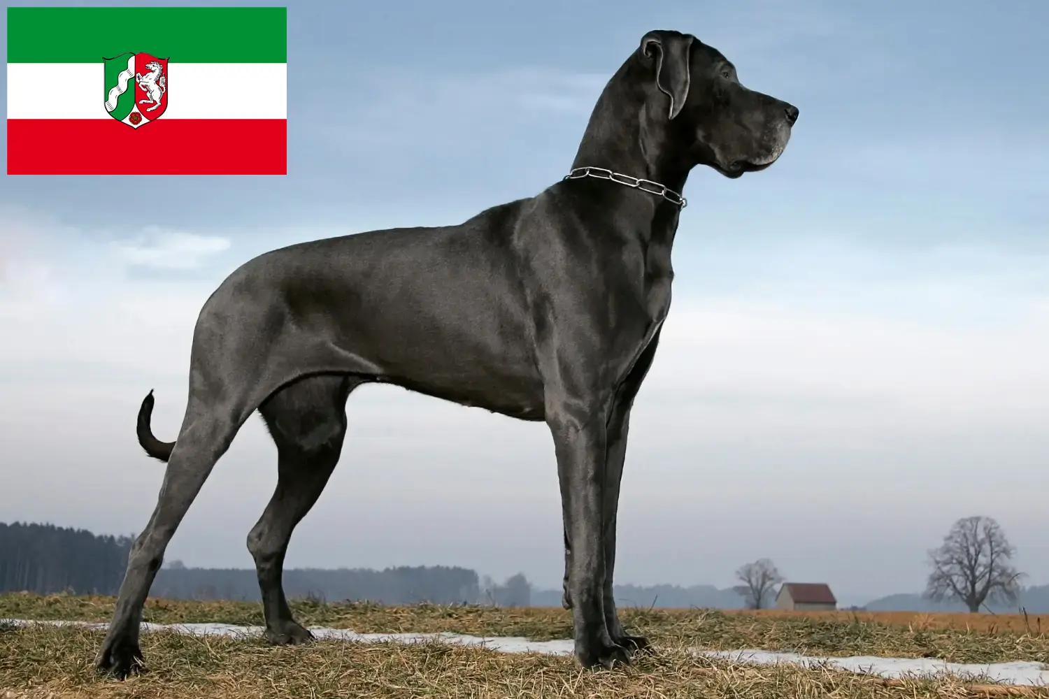 Read more about the article Great Dane breeders and puppies in North Rhine-Westphalia