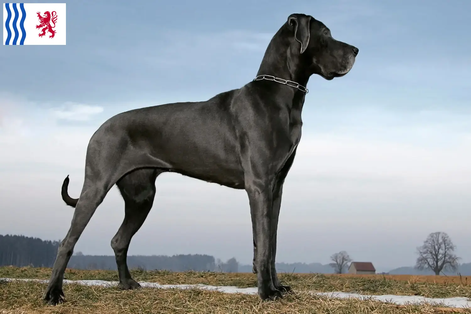 Read more about the article Great Dane breeders and puppies in Nouvelle-Aquitaine