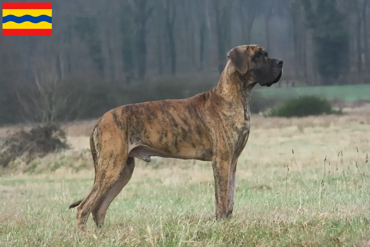 Read more about the article Great Dane breeders and puppies in Overijssel